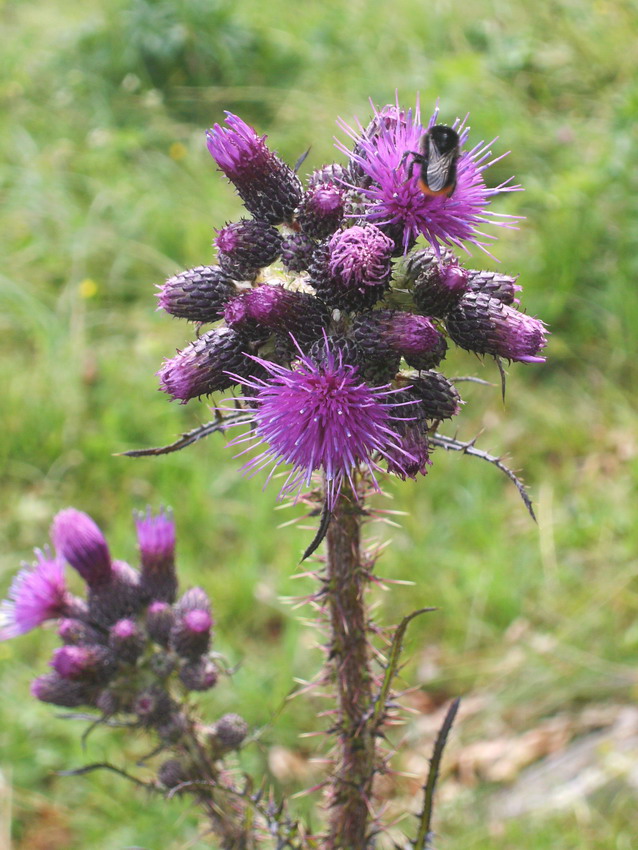 Cirsium palustre / Cardo di palude